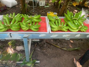 Plátano Cavendish Fresco Premium, Calidad de Exportación, Rico en Nutrientes, Cultivo Natural, Fruta Tropical de Vietnam, 99 Gold Data, 13 kg, Dak Lak - Product Image 6