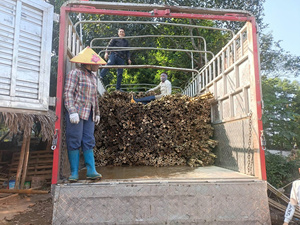 Natural Bamboo <b>Poles</b> Up to 5m Length - Strong Durable Eco Friendly <b>for</b> Construction <b>Gardening</b> and Farming - Product Image 4