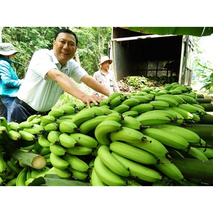 Bananes vertes Cavendish fraîches de la ferme, non mûres, pour la production de chips, la cuisine et les applications commerciales - Product Image 1