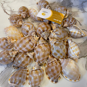 Pequeñas conchas marinas de Vietnam para manualidades caseras y para añadir elementos tropicales orgánicos a las mesas por 99 Gold Data Co. - Product Image 2