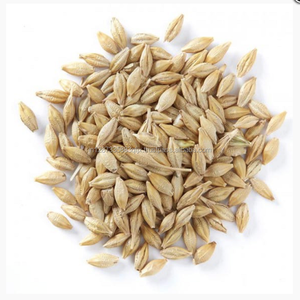 Bulk Malted <b>Barley</b> Available for Sale - Product Image 1