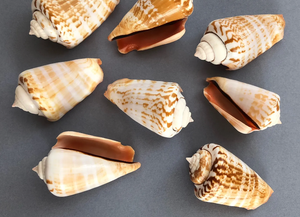 เปลือกหอยสตรอมบัสซิแนตัสตกแต่งจากเวียดนามเป็นมิตรต่อสิ่งแวดล้อม - Product Image 6