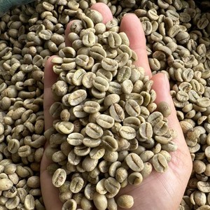 Vietnam Green Coffee <b>Beans</b> Arabica Screen Size 18 Raw Bulk Wholesale Export Quality Supplier Direct Farm Vietnam Origin - Product Image 1