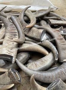 Punta de Cuerno de Búfalo Natural, Color Real, Diseño Rústico para el Año Nuevo Chino y Navidad - Product Image 2