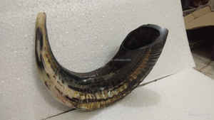Shofar de Cuerno de Carnero de la Mejor Calidad, Shofar Natural para Tocar y Fines Religiosos, Shofar Kosher Pulido de CRAFTS GALORE - Product Image 2