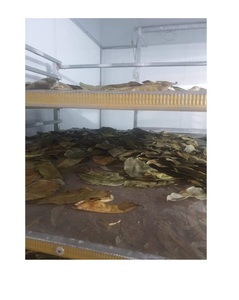 Best Selling VietNam Dried Soursop Leaves in <b>Tea</b> Cut for Making <b>Tea</b> Supplier of Dried Sourpsop Leaves for Herbal Extract in 99GD - Product Image 2