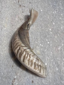 Corne de Shofar en Corne de Mouton Naturelle Polie - Décoration Religieuse Écologique pour la Maison - Haute Qualité - Product Image 5