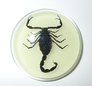 Cabujón de Plástico con Espécimen Real de Escorpión Negro, Redondo, 38.5x38.5 mm, Base Plana Brillante para Manualidades y Joyería - Product Image 6