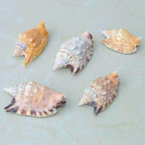Coquillages nettoyés en gros à prix avantageux, coquillages naturels, accessoires de décoration pour la maison et la plage - Product Image 1