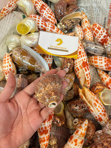 ผู้จัดจำหน่ายเปลือกหอยมิตร้าเชลล์แบบขายส่งจำนวนมาก สำหรับทำเครื่องประดับ งานฝีมือ และของตกแต่งธีมมหาสมุทร - Product Image 4