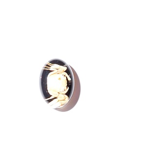 Cabujón de Plástico con Espécimen Real de Cangrejo Ovalado de 12x18 mm sobre Base Plana Negra para Manualidades y Joyería - Product Image 4