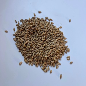 Grano de Cebada Premium para Alimentación Animal, Cebada para Nutrición de Ganado, Suministro a Granel para Exportación en Forma de Grano Entero Limpio - Product Image 5