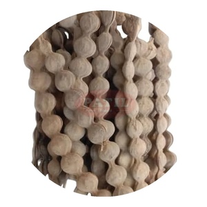 Vainas enteras de Babool Phali (Vachellia nilotica), ingrediente ayurvédico natural de la India - Product Image 1