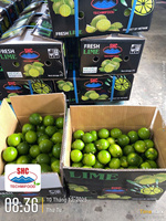 Exportkwaliteit pitloze limoen – Vietnam origine, sappig en pitloos, perfect voor wereldwijde distributie