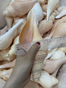 เปลือกหอยทริทอนขนาดใหญ่พิเศษ ของสะสมจากมหาสมุทร เปลือกหอยเปล่าธรรมชาติขนาดใหญ่จากชายฝั่งเวียดนาม - Product Image 6