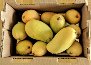 Proveedor de Mangos Frescos Premium, Precio de Fábrica, Fruta Tropical Dulce y Natural, Calidad de Exportación Global, Mango Fresco al por Mayor - Product Image 5