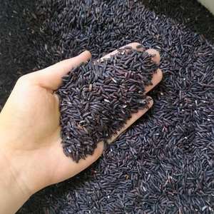 Riz noir de haute qualité en gros |   Riz long grain, biologique, non-OGM, idéal pour la cuisson, la pâtisserie et la préparation de repas sains à bas prix - Product Image 1