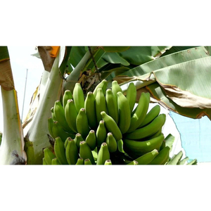 Bananes vertes Cavendish de qualité export, bananes fraîches non mûres pour la vente en gros et le commerce international - Product Image 2