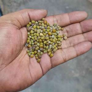 Haricots Mungo Verts Entiers de Qualité Supérieure en Gros pour la Transformation Alimentaire, la Germination et l'Exportation – Prix Réduits - Product Image 1