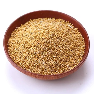 Grain de millet jaune, grain de millet gluant, graines de millet biologiques, ingrédient alimentaire fraîchement cultivé pour la cuisine - Product Image 1