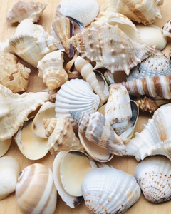 เปลือกหอยธรรมชาติงานฝีมือระดับพรีเมียมสำหรับตกแต่งบ้านและอุปกรณ์ตกแต่งตู้ปลา - Product Image 2