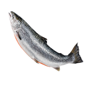 Saumon atlantique (salmo Salar) du fournisseur à vendre, saumon frais / congelé, saumon de qualité export 100% - Product Image 3