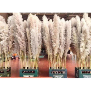 หญ้ากกแห้งสีขาวธรรมชาติ 100% จากฟาร์มบลูโลตัส สำหรับตกแต่งงานแต่งงาน ตกแต่งบ้าน และจัดดอกไม้ - Product Image 1