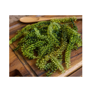 Umidoto Fresco, Superalimento Saludable, Caviar Verde de Uvas de Mar, Proveedor de Vietnam, Venta al por Mayor - Product Image 4