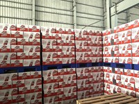 Fournisseur d'usine, prix de gros en vrac, bière vietnamienne de qualité supérieure, 33 cl / 330 ml en boîtes de conserve / bouteilles, disponible à la vente en vrac