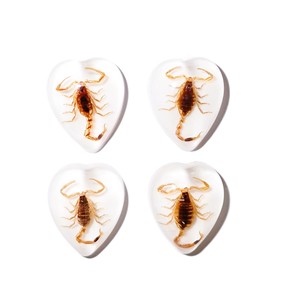 Golden Scorpion Real Specimen Plastic Cabochon Heart 17x21 mm White Flat Bottom for Crafts and Jewelry Making - Product Image 1