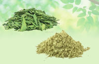 Bubuk Daun Neem Azadirachta Indica Ekstrak Herbal CareQue A+ Grade Daun Mentah Kering Grosir