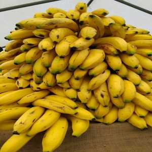 Bananes Plantain Cavendish Vertes Biologiques à Manger Directement 20kg Fraîches Chaîne du Froid - Product Image 2