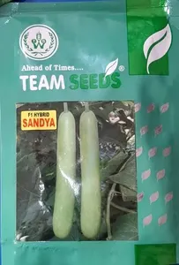 Semi di Zucca Premium CRADLE <span class=keywords><strong>of</strong></span> <span class=keywords><strong>LIFE</strong></span> ad Alta Resa, Durata di Conservazione 12 Mesi per Uso Agricolo - Product Image 3