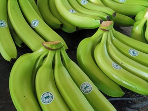 Plátanos Cavendish Verdes Austríacos Frescos de Primera Calidad, Grado 1, Sabor Natural Dulce y Suave, Caja de 13.5 kg, Almacenamiento en Frío, Mejor Precio - Product Image 4