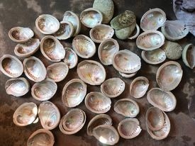 Vietnam Factory <b>Abalone</b> <b>Shell</b> Natural Seashell Raw and Polished Mixed Sizes Craft Material Manufacturer Export - Product Image 6