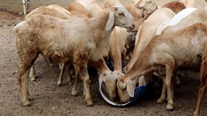 Pienso de Hojas de Moringa de Alta Calidad a Precio Competitivo para Ganado y Cerdos, Exportación Directa, Proveedores Mayoristas, Buen Embalaje - Product Image 5