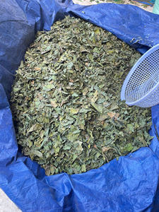 Hojas de Noni Liofilizadas al por Mayor, Hojas de Noni Verdes Secas, Hojas de Noni Secas 500 g, Alta Calidad ANGLE - Product Image 6