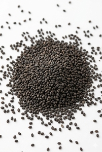 เมล็ดโหระพาอบแห้งทั้งเมล็ด สำหรับผู้ซื้อขายส่ง - Product Image 2