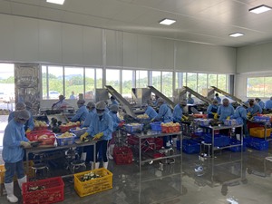 Fresh Sweet Export Quality Pineapple from Vietnam for Wholesale Supply Food Service and Beverage Industry - Product Image 6