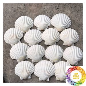 เปลือกหอยเชลล์ธรรมชาติสีขาว ขนาด 3-5 ซม. 8-13 ซม. สำหรับขายส่ง ตกแต่งชายฝั่ง งานฝีมือ และร้านขายของขวัญ - Product Image 3