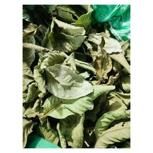 Venta al por mayor de fábrica: Bolsas de té de hoja de guayaba de primera calidad, infusión herbal de Vietnam - Product Image 5