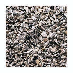 เมล็ดทานตะวันขายส่ง ราคาพิเศษ คุณภาพพรีเมียม - Product Image 6