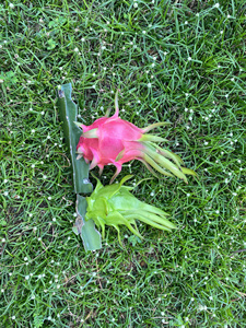 Dragon <span class=keywords><strong>fruit</strong></span> blanc naturel frais, qualité export standard OEM, goût doux et rafraîchissant, 100% ODM - Product Image 2
