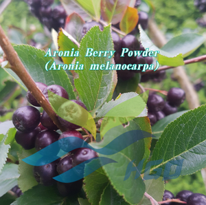 Poudre de baies d'aronia pure et naturelle (Aronia melanocarpa) de qualité alimentaire, provenant directement de l'usine HGO – Poudre de fruits ou de légumes - Product Image 3