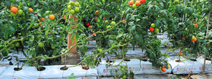 ถุงเพาะปลูกใยมะพร้าว ARAVA PRO สำหรับใช้ในโรงเรือนเชิงพาณิชย์ ได้รับการรับรอง OMRI ISO สำหรับปลูกมะเขือเทศ แตงกวา ในสวน - Product Image 3