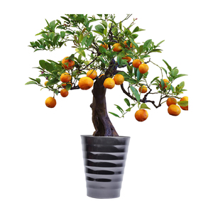 Pot de fleur en plastique en forme de V Jardinière élégante et durable pour le jardinage intérieur et extérieur Parfait pour les fleurs Herbes Succulentes Légumes - Product Image 1