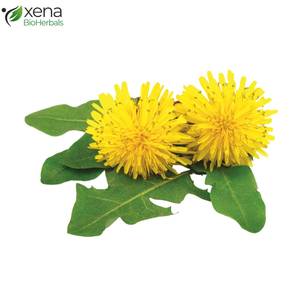 Extracto de Diente de León en Polvo de Marca Privada, Apoyo Digestivo, Extracto de Planta, Proveedor OEM - Product Image 2