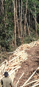 Bûches de bois tendres de qualité supérieure pour la fabrication de papier et les applications de construction. - Product Image 5
