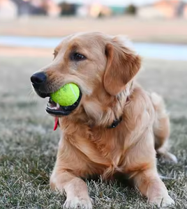 Tennis <b>Balls</b> Yellow Felt Durable for Entertainment Practice - Product Image 5