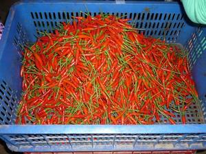 Convenient and Flavorful <b>Frozen</b> Chilli for Every Meal-Agriculture <b>Product</b>- Ms. Esther - Product Image 6